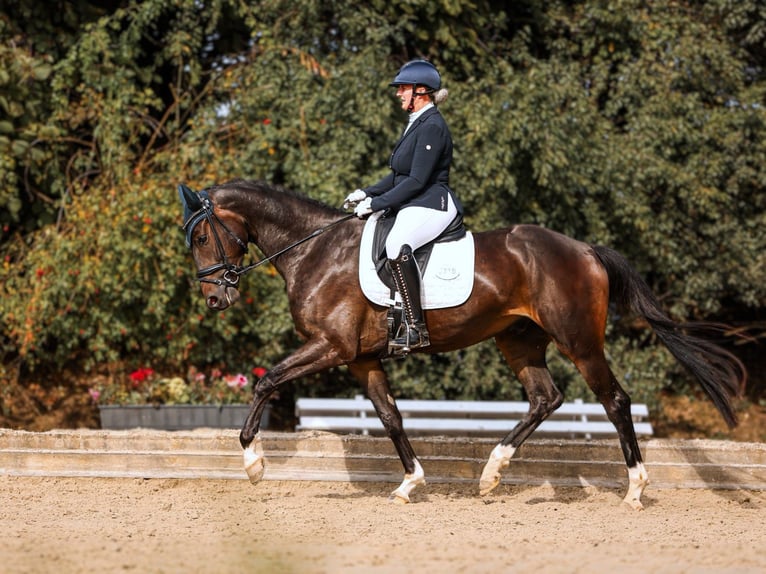 Oldenburg Castrone 5 Anni 167 cm Baio nero in Münster