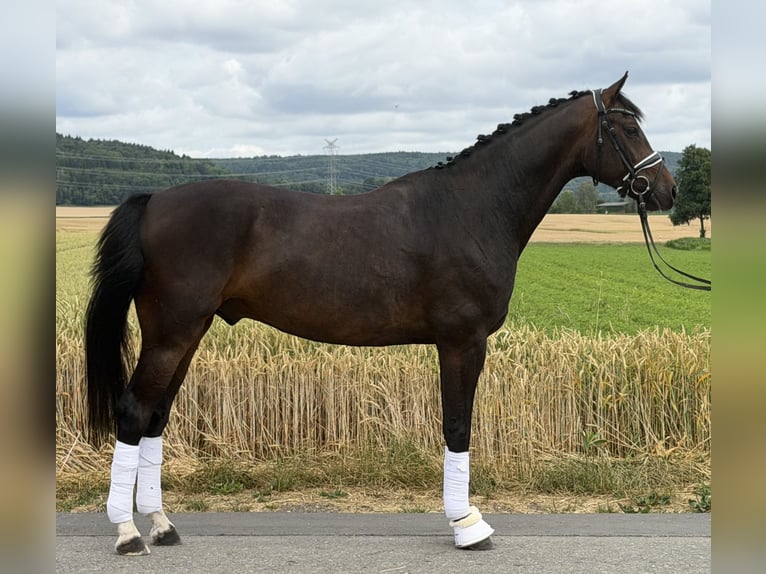 Oldenburg Castrone 5 Anni 167 cm Baio scuro in Riedlingen