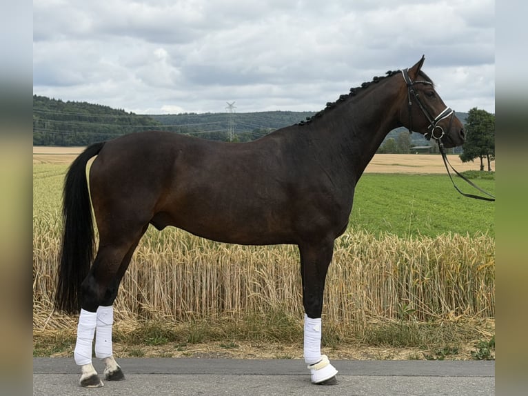 Oldenburg Castrone 5 Anni 167 cm Baio scuro in Riedlingen