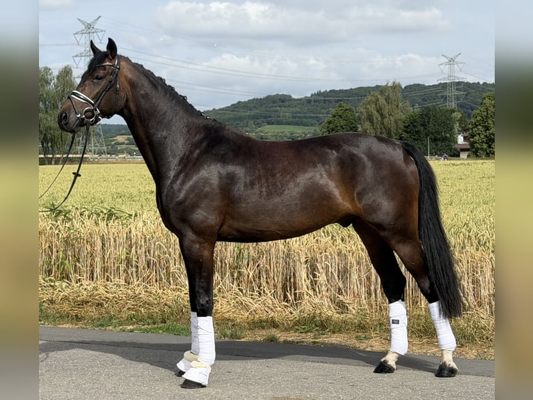 Oldenburg Castrone 5 Anni 167 cm Baio scuro in Riedlingen