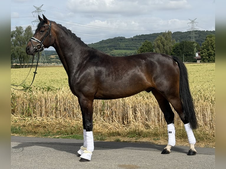 Oldenburg Castrone 5 Anni 167 cm Baio scuro in Riedlingen