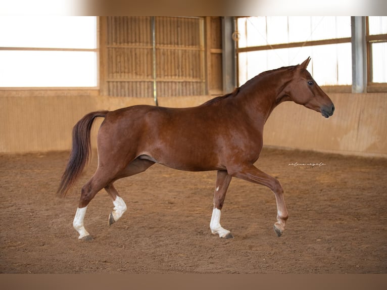 Oldenburg Castrone 5 Anni 167 cm Sauro scuro in Blaubeuren