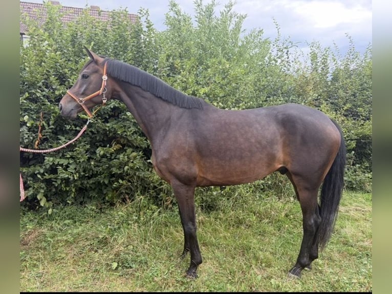 Oldenburg Castrone 5 Anni 168 cm Baio in Elze Esbeck