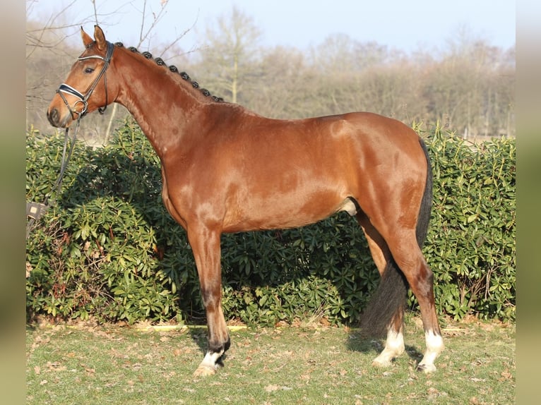 Oldenburg Castrone 5 Anni 168 cm Baio in Hatten