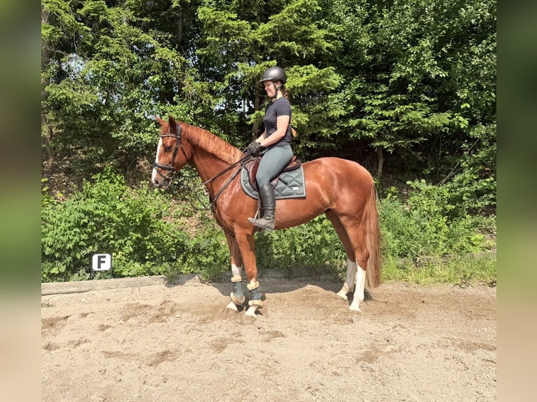 Oldenburg Castrone 5 Anni 168 cm Baio in Boulogne-Billancourt