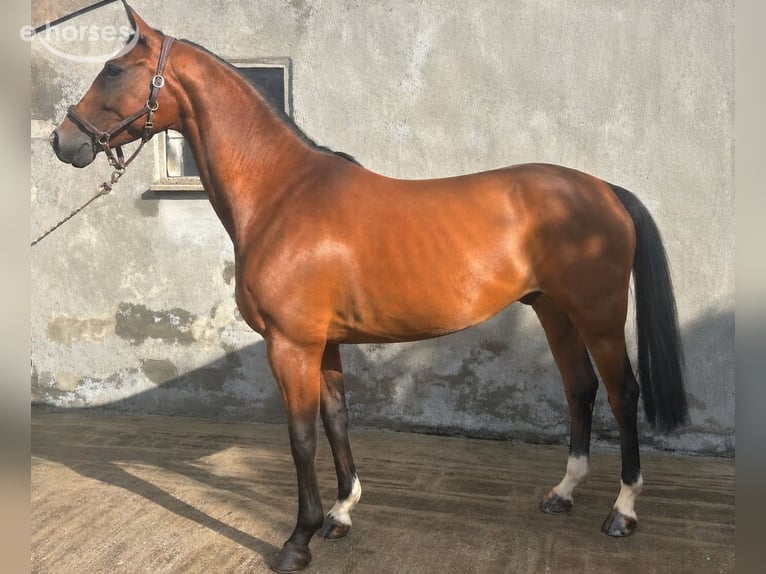 Oldenburg Castrone 5 Anni 168 cm Baio in Erkelenz
