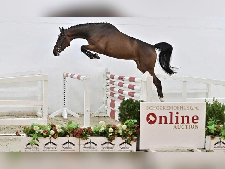 Oldenburg Castrone 5 Anni 168 cm Baio in GŁUBCZYN