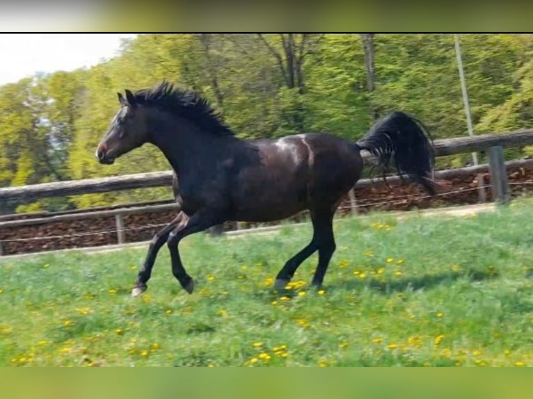 Oldenburg Castrone 5 Anni 168 cm Baio scuro in Hitzendorf