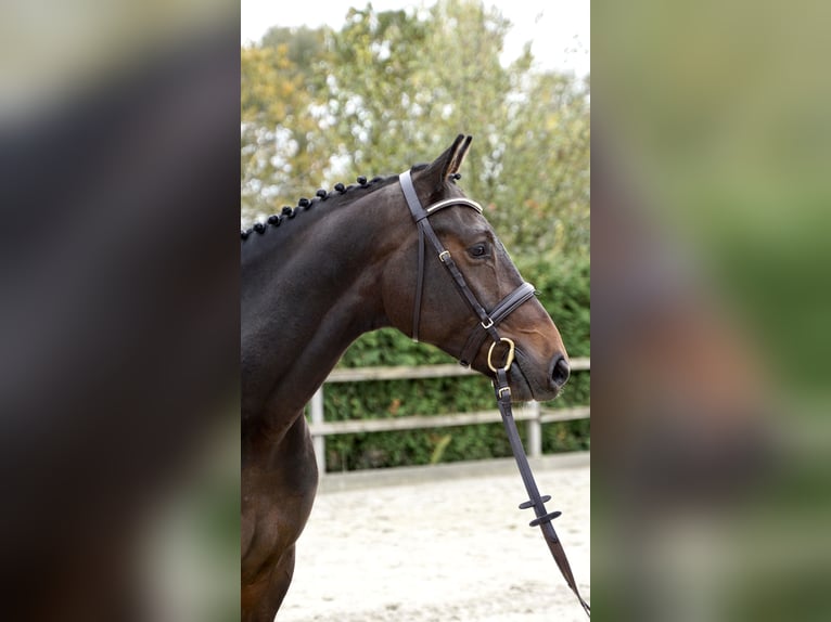 Oldenburg Castrone 5 Anni 168 cm Baio scuro in Lohne (Oldenburg)