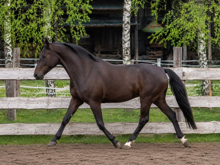 Oldenburg Mix Castrone 5 Anni 168 cm Morello in Wietze