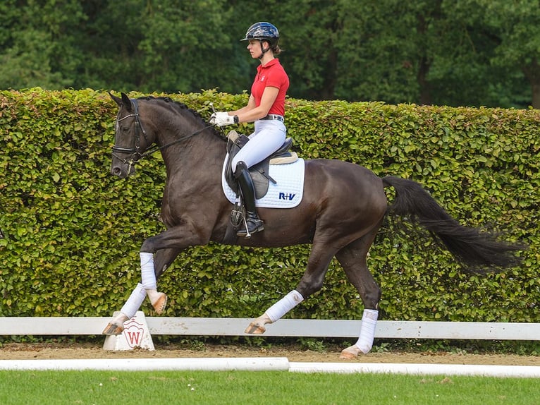 Oldenburg Castrone 5 Anni 168 cm Morello in Münster