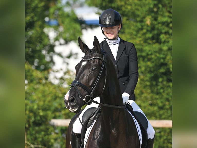 Oldenburg Castrone 5 Anni 168 cm Morello in Vechta