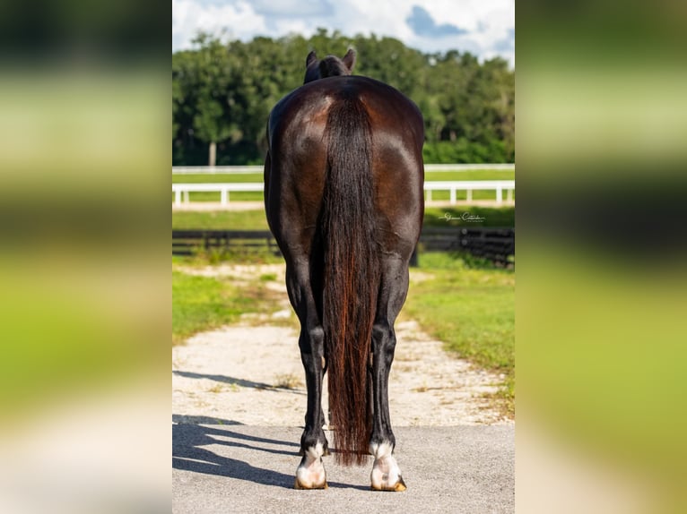 Oldenburg Castrone 5 Anni 168 cm Morello in Ocala FL