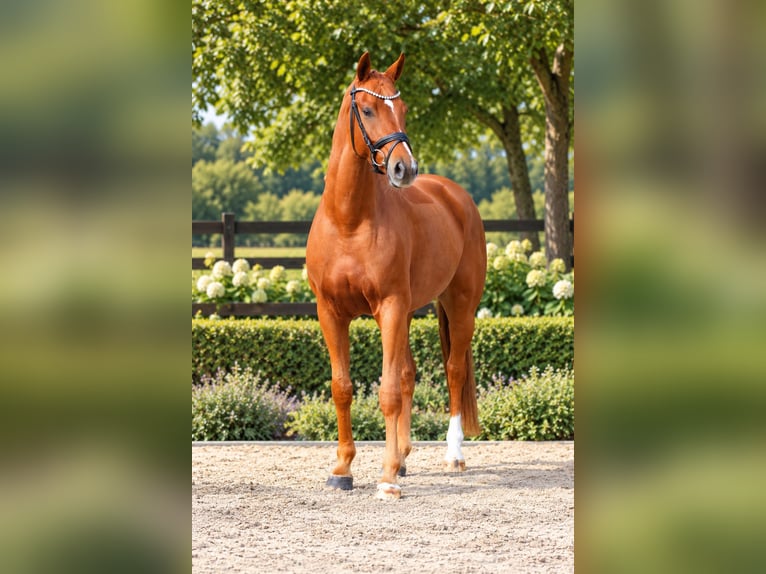 Oldenburg Castrone 5 Anni 168 cm Sauro in Löningen