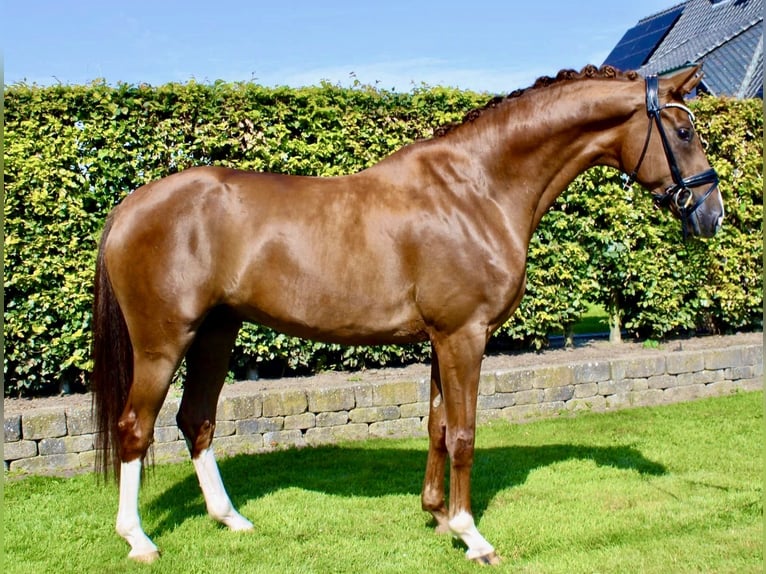 Oldenburg Castrone 5 Anni 168 cm Sauro scuro in Visbek