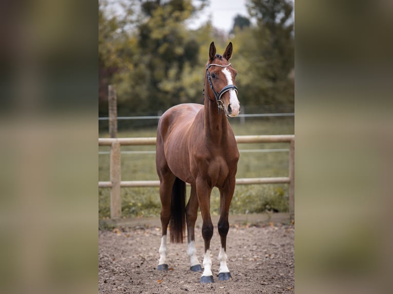 Oldenburg Castrone 5 Anni 169 cm Baio in Steinbrunn-le-bas