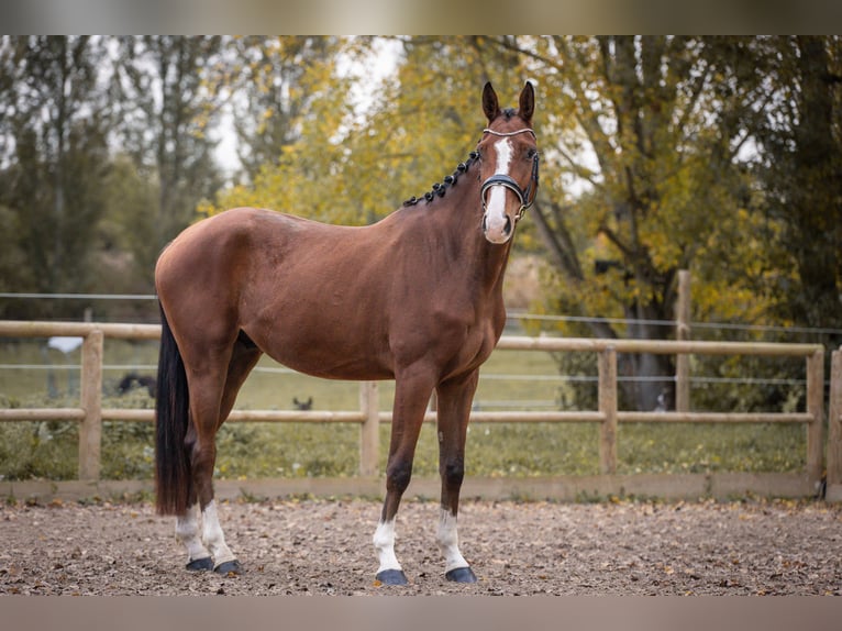 Oldenburg Castrone 5 Anni 169 cm Baio in Steinbrunn-le-bas