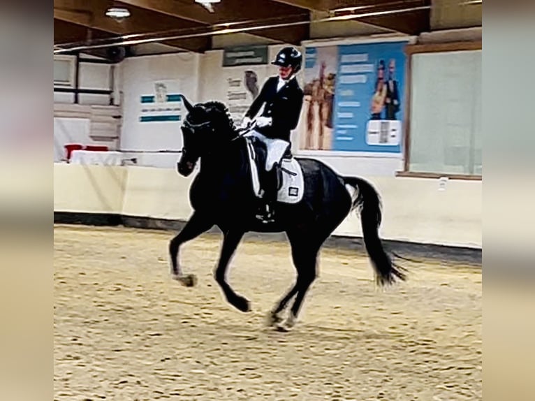 Oldenburg Castrone 5 Anni 169 cm Baio nero in Kirchdorf