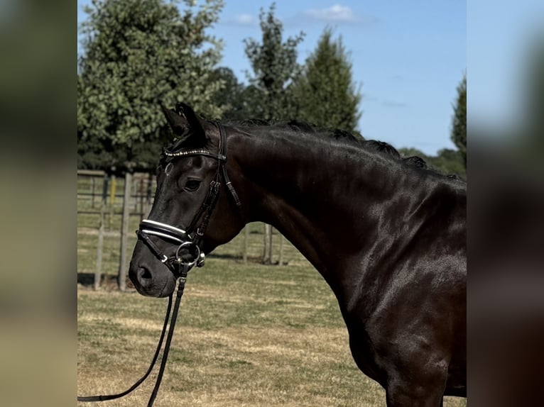 Oldenburg Castrone 5 Anni 169 cm Morello in Visbek