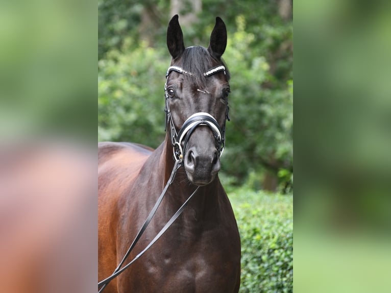 Oldenburg Castrone 5 Anni 169 cm Morello in Grebin