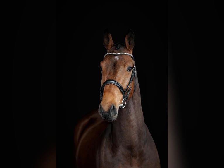 Oldenburg Castrone 5 Anni 170 cm Baio in Bottrop