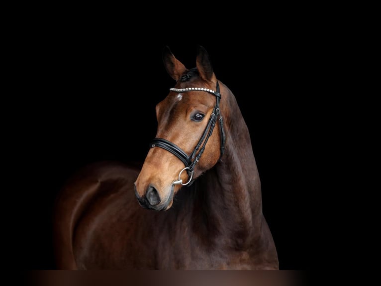 Oldenburg Castrone 5 Anni 170 cm Baio in Bottrop