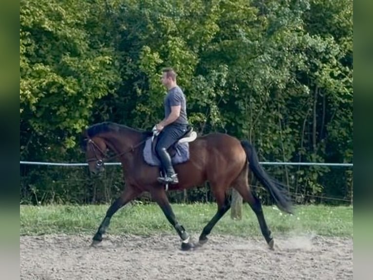 Oldenburg Castrone 5 Anni 170 cm Baio in Elze