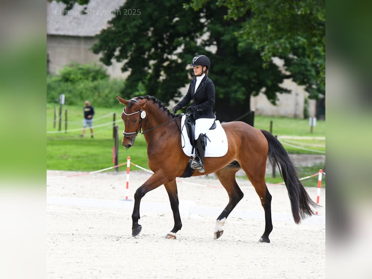 Oldenburg Castrone 5 Anni 170 cm Baio in Pławna