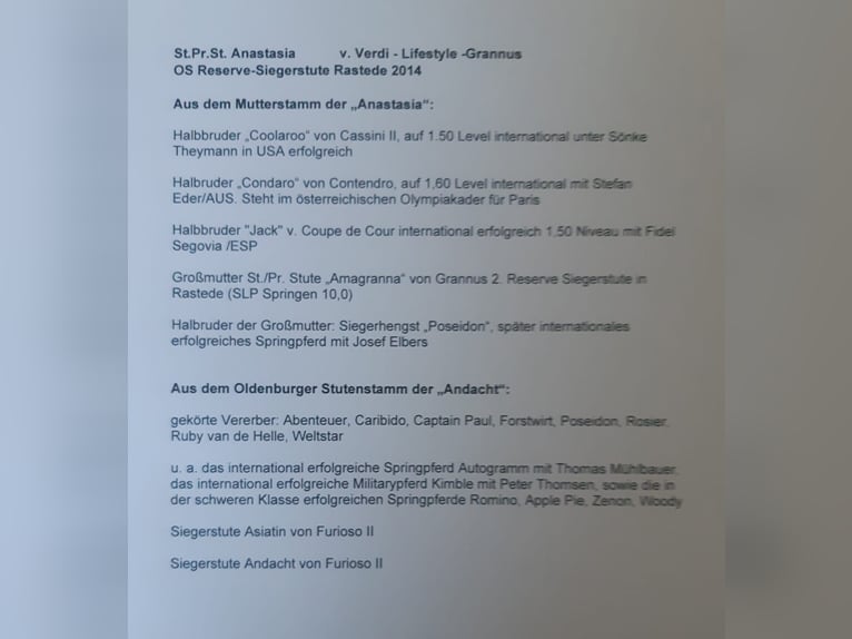 Oldenburg Castrone 5 Anni 170 cm Baio in Essen (Oldenburg)