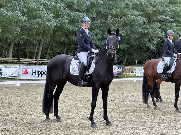 Oldenburg Castrone 5 Anni 170 cm Baio nero in Dallgow-D&#xF6;beritz