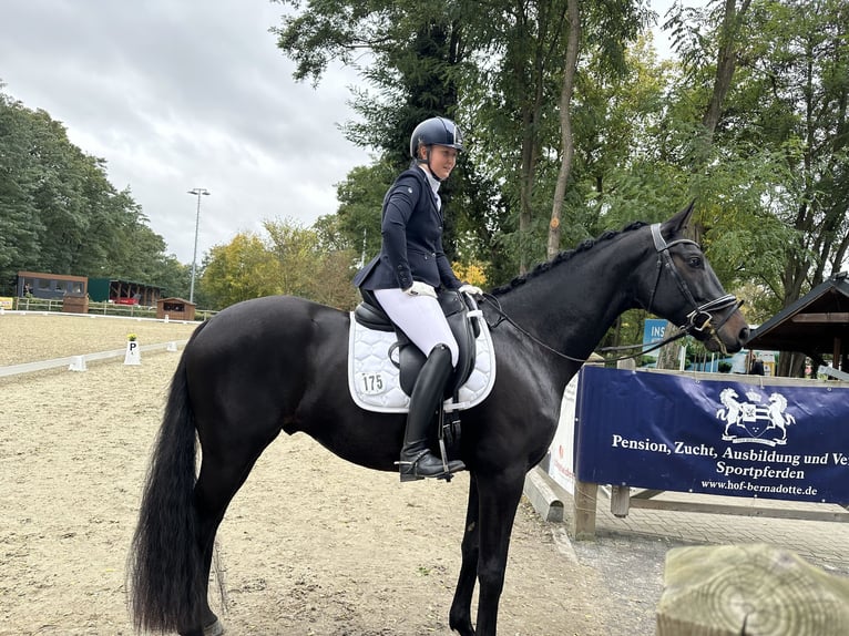 Oldenburg Castrone 5 Anni 170 cm Baio nero in Dallgow-D&#xF6;beritz