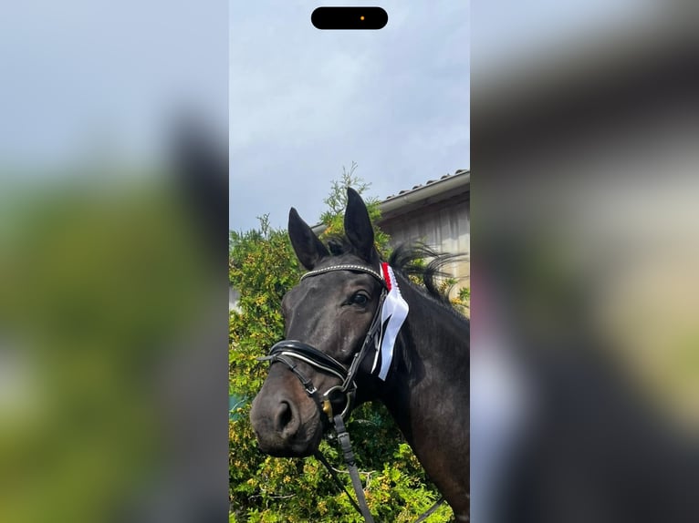 Oldenburg Castrone 5 Anni 170 cm Baio nero in Dallgow-D&#xF6;beritz