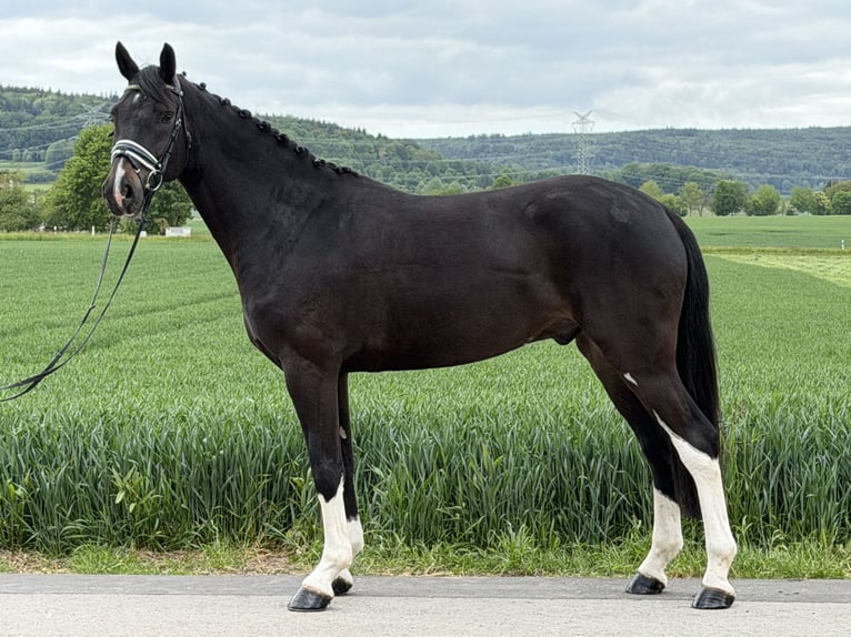 Oldenburg Castrone 5 Anni 170 cm Baio scuro in Riedlingen