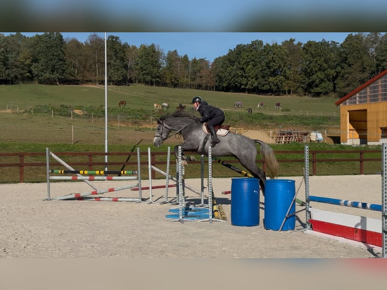 Oldenburg Castrone 5 Anni 170 cm Grigio in Obrok, Tuhan, Liberecky kraj