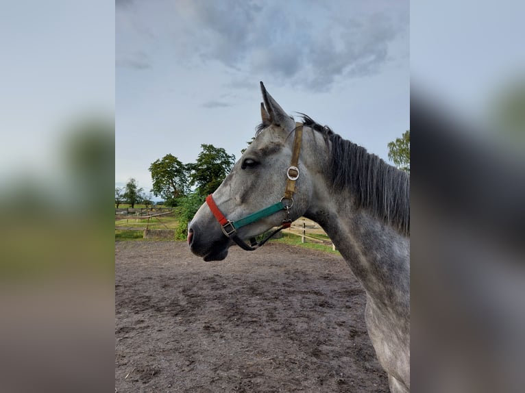 Oldenburg Castrone 5 Anni 170 cm Grigio in Wabern- Hebel