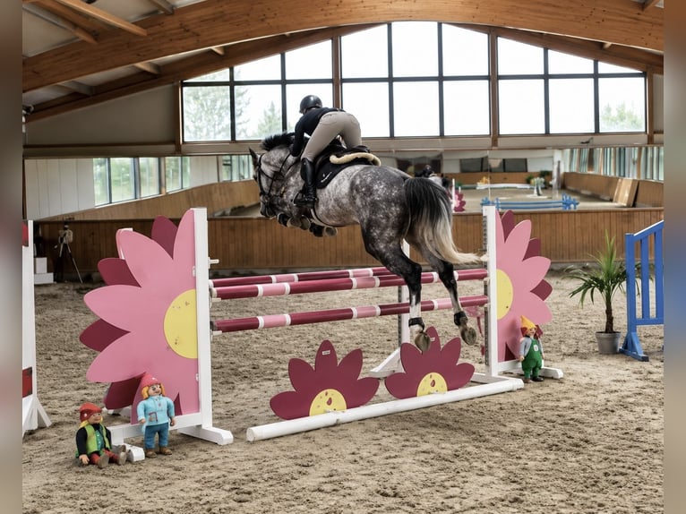 Oldenburg Castrone 5 Anni 170 cm Grigio pezzato in Pelmberg