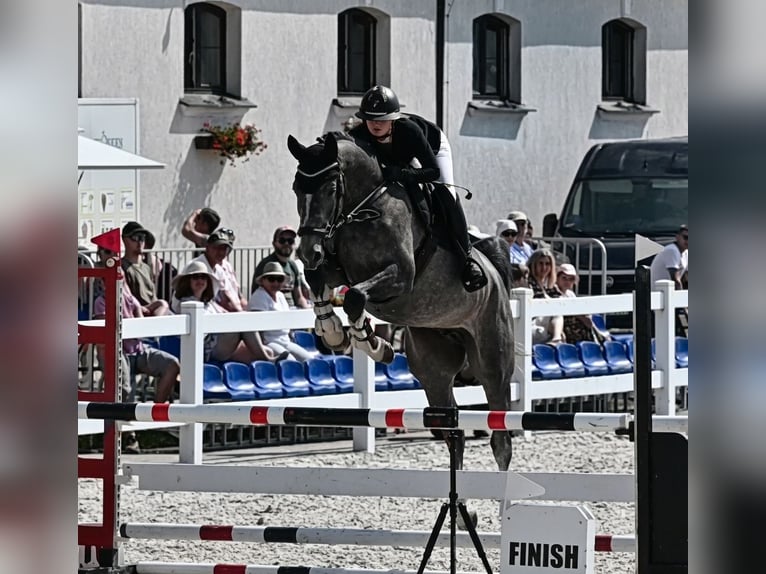 Oldenburg Castrone 5 Anni 170 cm Grigio pezzato in Liniewko Kościerskie