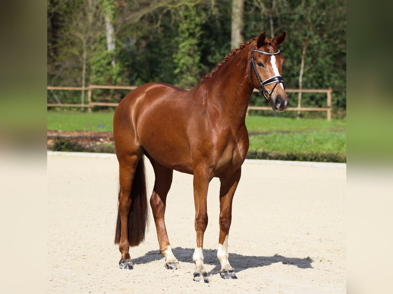 Oldenburg Castrone 5 Anni 170 cm Morello in Rees