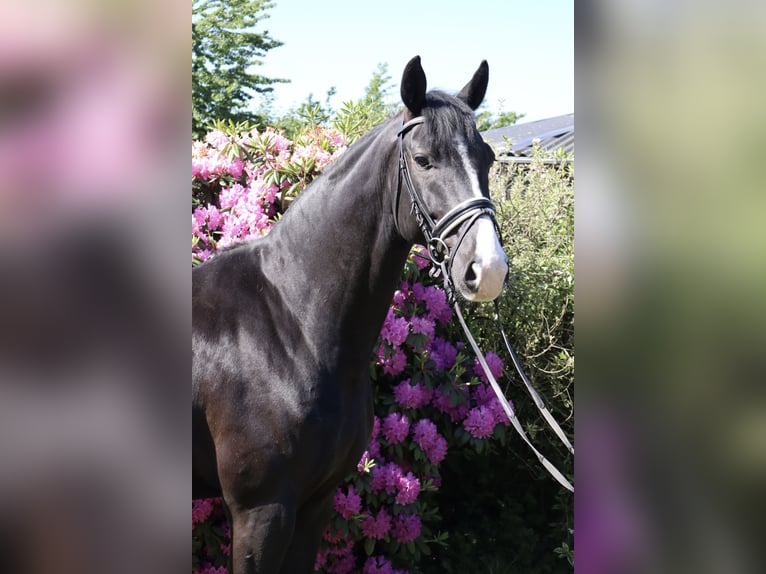 Oldenburg Castrone 5 Anni 170 cm Morello in Ennepetal