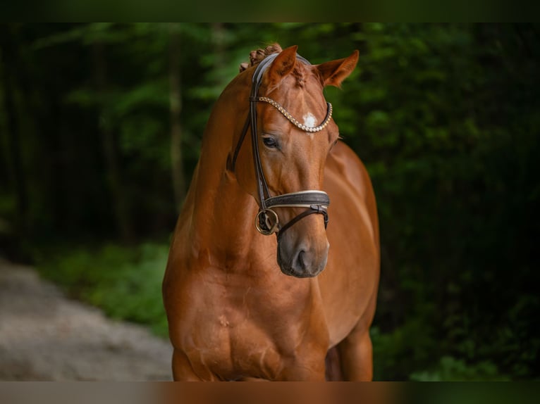 Oldenburg Castrone 5 Anni 170 cm Sauro in Wehringen