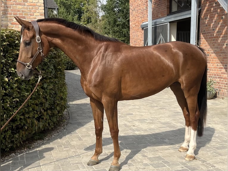 Oldenburg Castrone 5 Anni 170 cm Sauro scuro in Berlin