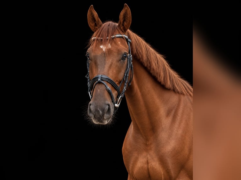 Oldenburg Castrone 5 Anni 170 cm Sauro scuro in Viernheim
