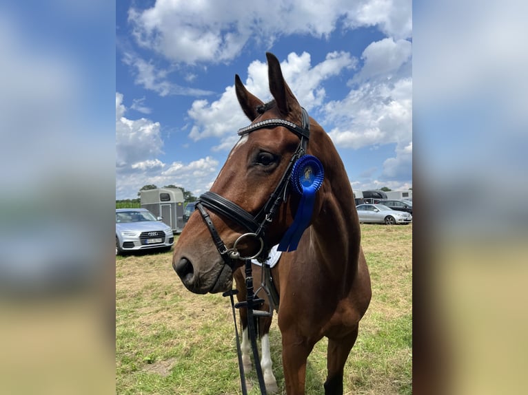 Oldenburg Castrone 5 Anni 171 cm Baio in Nordenham