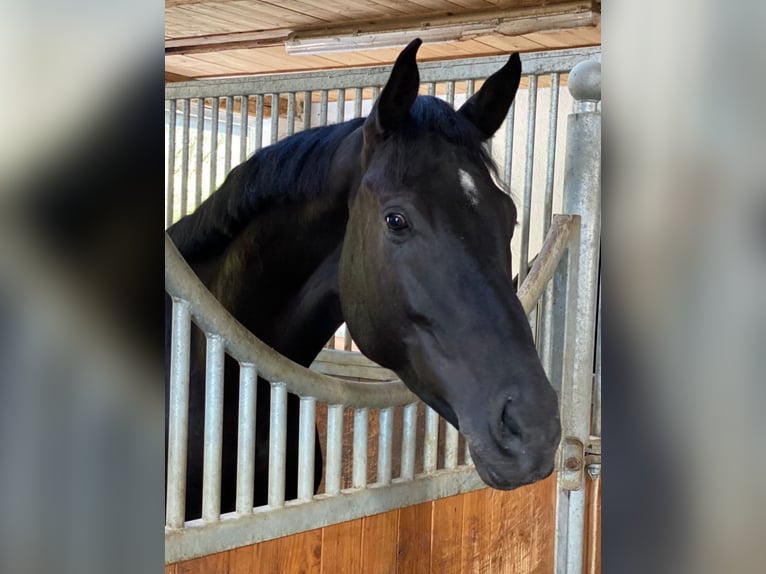 Oldenburg Castrone 5 Anni 171 cm Baio nero in Geislingen