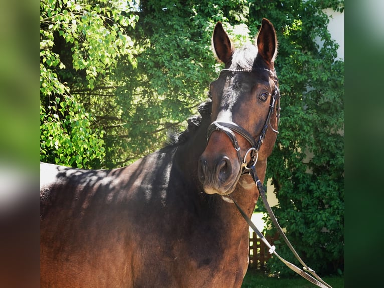Oldenburg Castrone 5 Anni 171 cm Baio scuro in Rehau