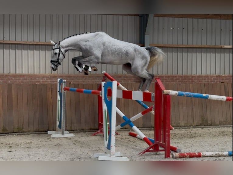 Oldenburg Castrone 5 Anni 171 cm Grigio in Zieuwent