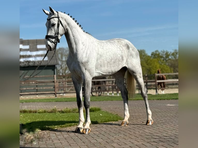 Oldenburg Castrone 5 Anni 171 cm Grigio in Zieuwent