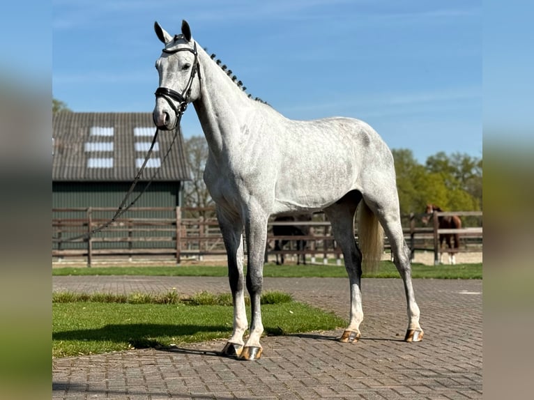 Oldenburg Castrone 5 Anni 171 cm Grigio in Zieuwent