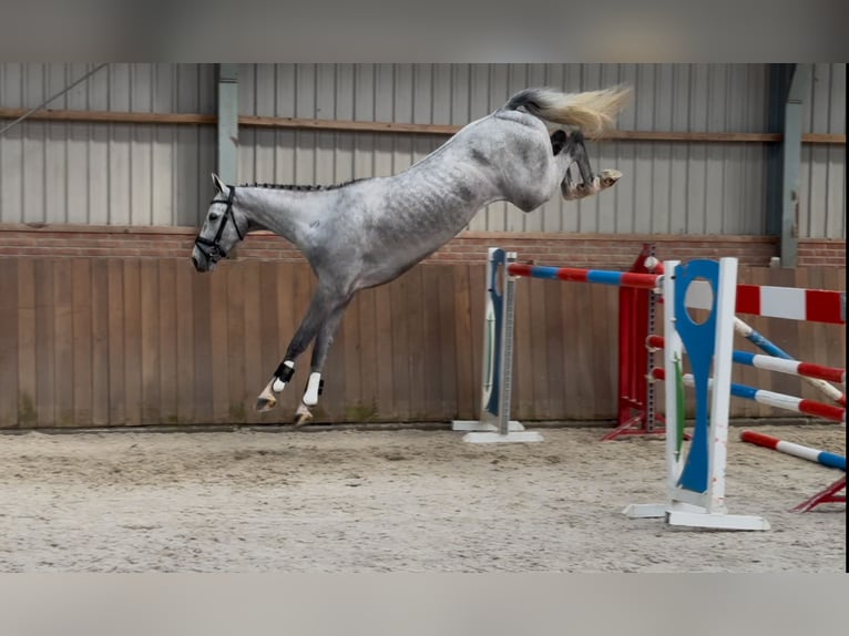 Oldenburg Castrone 5 Anni 171 cm Grigio in Zieuwent