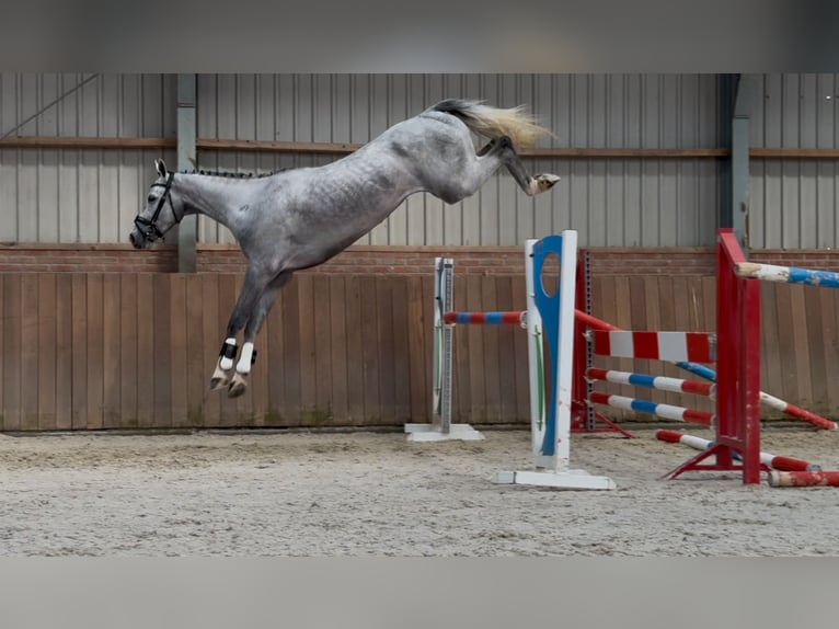 Oldenburg Castrone 5 Anni 171 cm Grigio in Zieuwent
